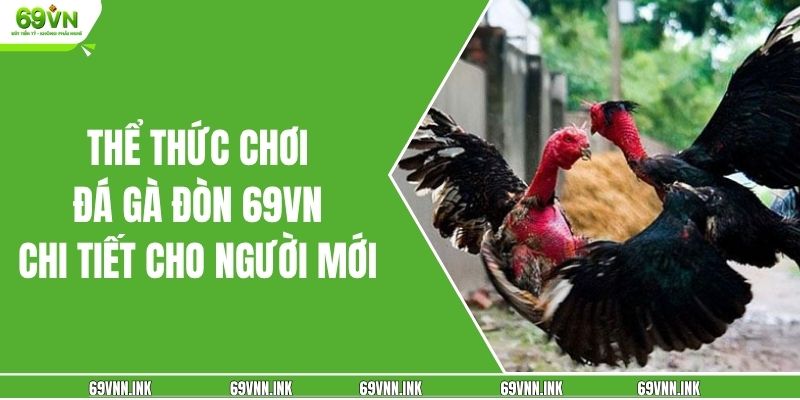 Thể thức chơi đá gà đòn 69VN chi tiết cho người mới 